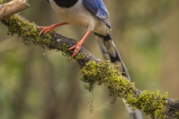 Wildlife Landbird Red-billedBlueMagpie DSC3789