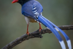 Wildlife Landbird Red-billedBlueMagpie DSC3817