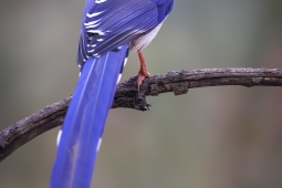 Wildlife Landbird Red-billedBlueMagpie DSC3823