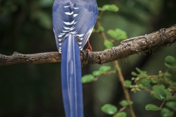 Wildlife Landbird Red-billedBlueMagpie DSC3877