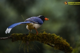 Wildlife Landbird Red-billedBlueMagpie DSC3893