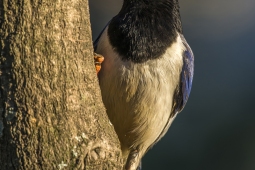 Wildlife Landbird Red-billedBlueMagpie DSC8873