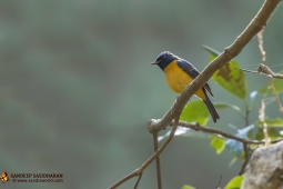 Wildlife Landbird Rufous-belliedNiltava DSC1128