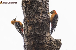 Wildlife Landbird Rufous-belliedWoodpecker DSC3056