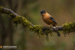 Wildlife Landbird RufousSibia DSC3704