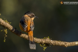 Wildlife Landbird RufousSibia DSC9032