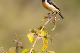 Wildlife Landbird SiberianBushchatMale DSC1536