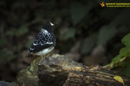 Wildlife Landbird SpottedForktail DSC1088