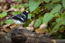 Wildlife Landbird SpottedForktail DSC1098