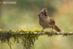 Wildlife Landbird StriatedLaughingthrush DSC3774