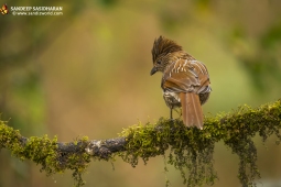 Wildlife Landbird StriatedLaughingthrush DSC3811