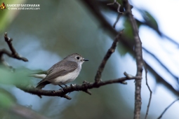 Wildlife Landbird TaigaFlycatcherFemale DSC2001