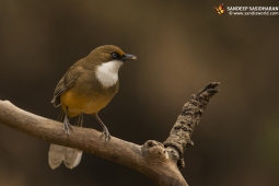 Wildlife Landbird White-throatedLaughingthrush DSC2536