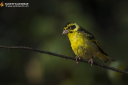 Wildlife Landbird Yellow-breastedGreenfinch DSC0797