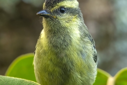 Landbird