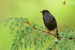 Landbird