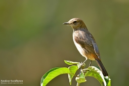 Landbird