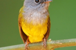 Landbird