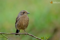 Landbird