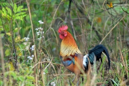 Groundbird