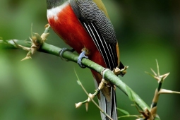 Landbird