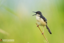 Wildlife Landbird DSC4328