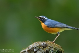 Landbird