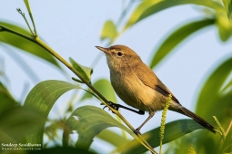 Landbird