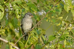 Landbird