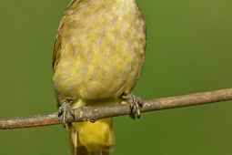 Landbird