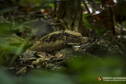 Wildlife Landbird Great-earedNightjar DSC8381