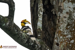 Wildlife Landbird GreatIndianHornbill DSC3407