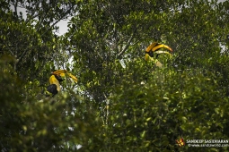 Wildlife Landbird GreatIndianHornbill DSC7213