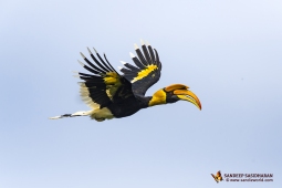 Wildlife Landbird GreatIndianHornbill DSC7220