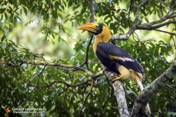 Wildlife Landbird GreatIndianHornbill DSC7497