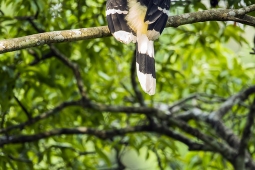 Wildlife Landbird GreatIndianHornbill DSC7545