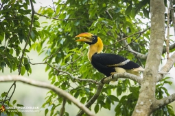 Wildlife Landbird GreatIndianHornbill DSC7558