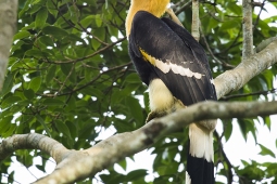 Wildlife Landbird GreatIndianHornbill DSC7614