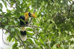 Wildlife Landbird GreatIndianHornbill DSC7728