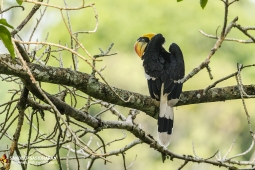 Wildlife Landbird GreatIndianHornbill DSC7886