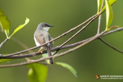 Wildlife Landbird Grey-breastedPrinia DSC8303