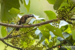 Wildlife Landbird IndianSchimitterBabbler DSC7961