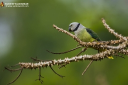 Wildlife Landbird MalabarParakeetFemale DSC7991