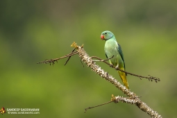 Wildlife Landbird MalabarParakeetMale DSC8001