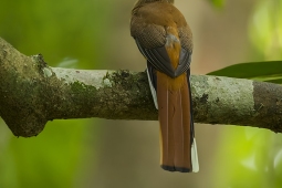 Wildlife Landbird MalabarTrogonFemale DSC8743