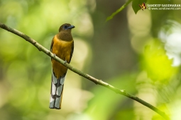 Wildlife Landbird MalabarTrogonFemale DSC8822