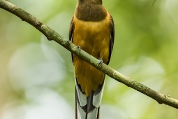 Wildlife Landbird MalabarTrogonFemale DSC8866