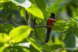 Wildlife Landbird MalabarTrogonMale DSC8667