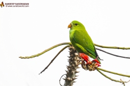 Wildlife Landbird VernalHangingParrot DSC7145