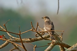 Land Birds